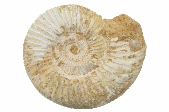 Jurassic Ammonite (Perisphinctes) Fossil - Madagascar #218877